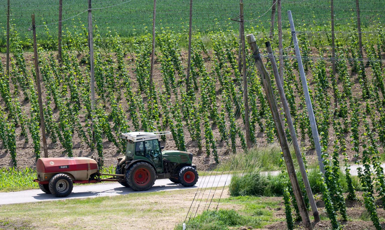 Ein bayerischer Hopfenpflanzer bei der Arbeit (Archiv) — © Sven Hoppe/dpa