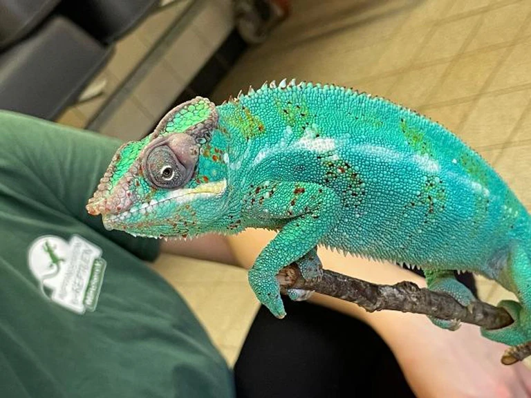 Pantherchamäleon Lucifer soll nun in einer Auffangstation wieder aufgepäppelt werden.  — © Jennifer Vogl/Auffangstation für Reptilien, München e.V./dpa