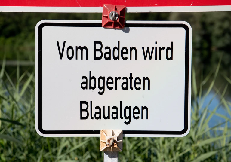 Bei einer Untersuchung im Baggersee Breitengüßbach wurden vereinzelt Blaualgen nachgewiesen. — © Julian Stratenschulte/dpa