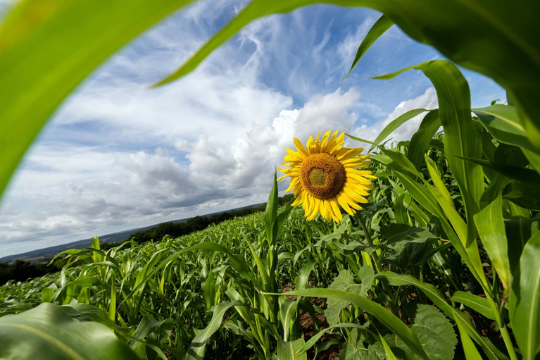 Nach einem Regentag lockert die Bewölkung in Bayern heute auf. (Symbolbild) — © Pia Bayer/dpa