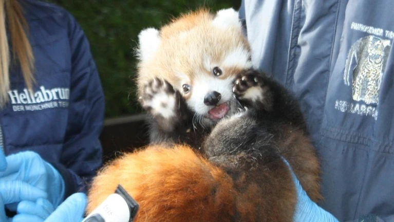 — © Bild: Tierpark Hellabrunn