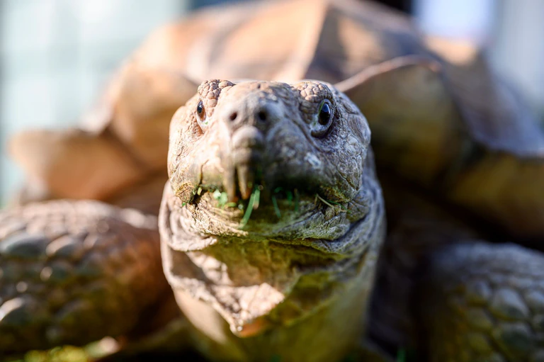Spornschildkröten sind die größten auf dem Festland lebende Landschildkrötenart Afrikas. (Symbolbild) — © Vogl Daniel/dpa