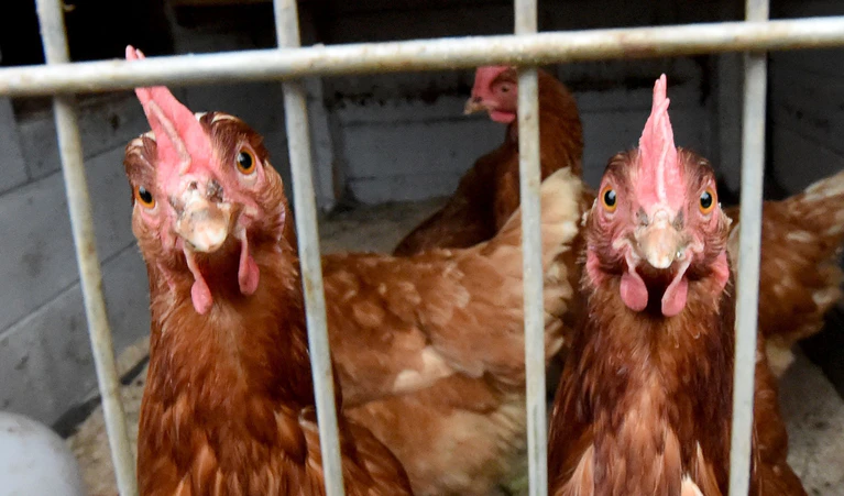 Nach einem Vogelgrippe-Ausbruch in Geiselhöring müssen Hühner dort im Stall bleiben (Symbolbild) — © picture alliance / dpa