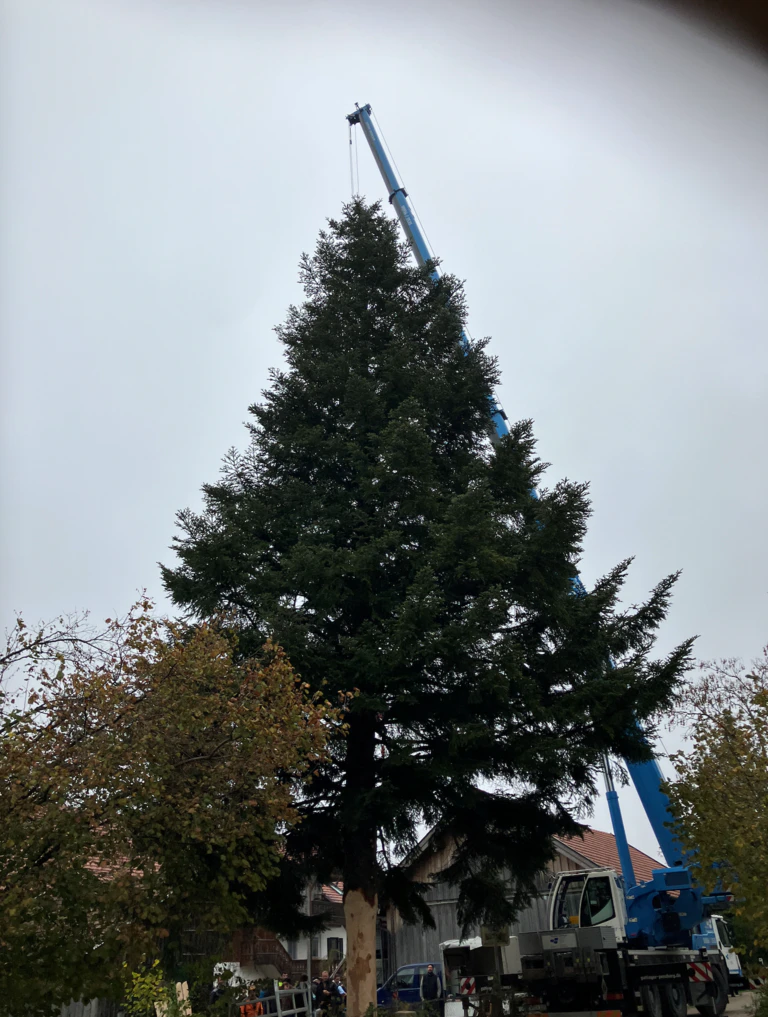 Christbaum München 2024