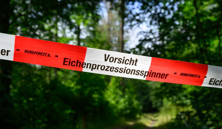 Der wärmeliebende Eichenprozessionsspinner konnte sich stark vermehren. Auch im Wald sind Eichen betroffenen. (Archivbild) — © Patrick Pleul/dpa