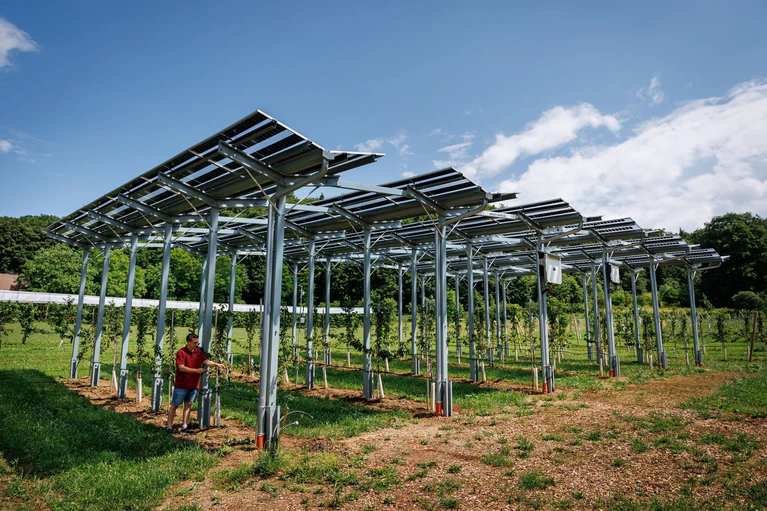 Die Agri-PV-Anlage soll zeigen, wie Kirschbäume gedeihen und gleichzeitig Strom produziert werden kann.  — © Daniel Karmann/dpa