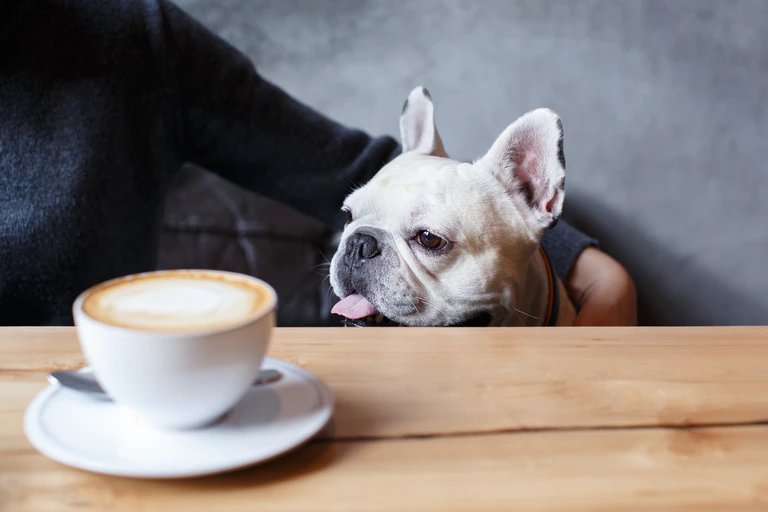 Hund Cafe — © Valeriya Anufriyeva / iStock