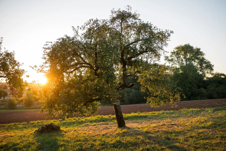 Den Freistaat erwarten zum Wochenende für Mitte September ungewöhnlich hohe Temperaturen. (Symbolbild) — © Daniel Vogl/dpa