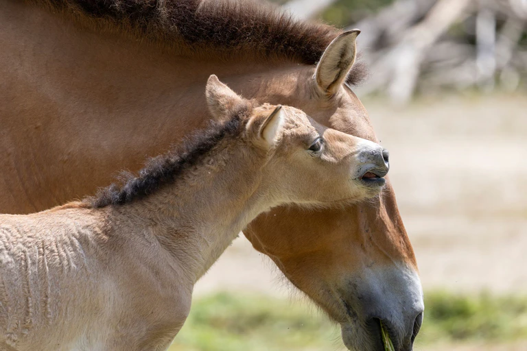 Bei dem Fohlen handelt es sich laut Tierpark um einen kleinen Hengst.  — © Julien Huber/Tierpark Hellabrunn/dpa