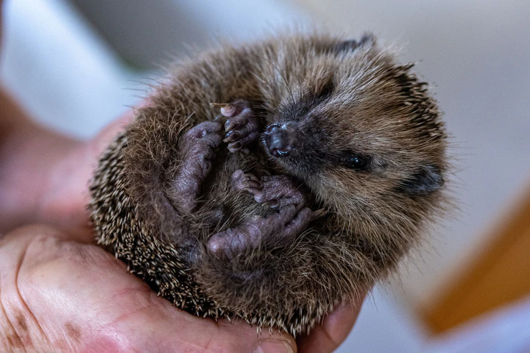 Nach dem Winterschlaf sind Igel ausgehungert. Doch früh im Jahr finden sie noch nicht genug zu fressen. (Symbolfoto)  — © Armin Weigel/dpa