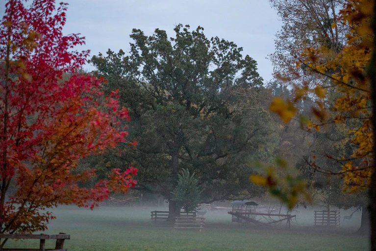 Nebel im oberfränkischen Wildpark Schloss Tambach. — © Daniel Vogl/dpa