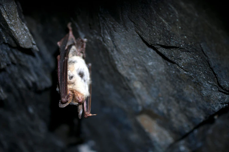In Bayern gibt es 25 verschiedene Fledermaus-Arten, viele davon gelten als bedroht. (Symbolbild) — © Pia Bayer/dpa/dpa-tmn