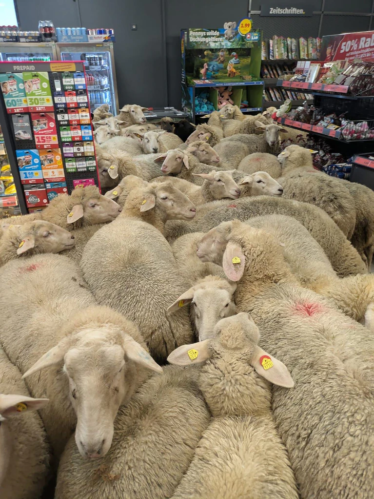 Rund 50 Schafe statteten einem Supermarkt einen Besuch ab - der macht daraus Werbung. (Handout) — © -/REWE Group/dpa