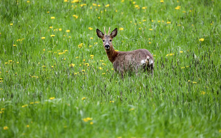 Im Bayerischen Waldgesetz ist der Grundsatz «Wald vor Wild» verankert. Der Bayerische Jagdverband (BJV) fordert eine Änderung  Wald und Wild müssten als gleichwertige Schutzgüter angesehen werden. (Symbolfoto) — © Thomas Warnack/dpa