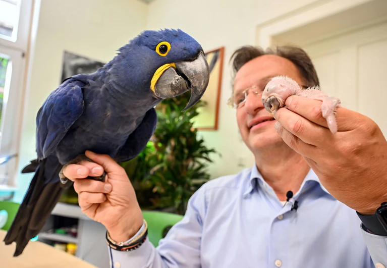 Ein kleiner und ein großer Ara: Beide hält Zoodirektor Reinschmidt auf der Hand. — © Uli Deck/dpa