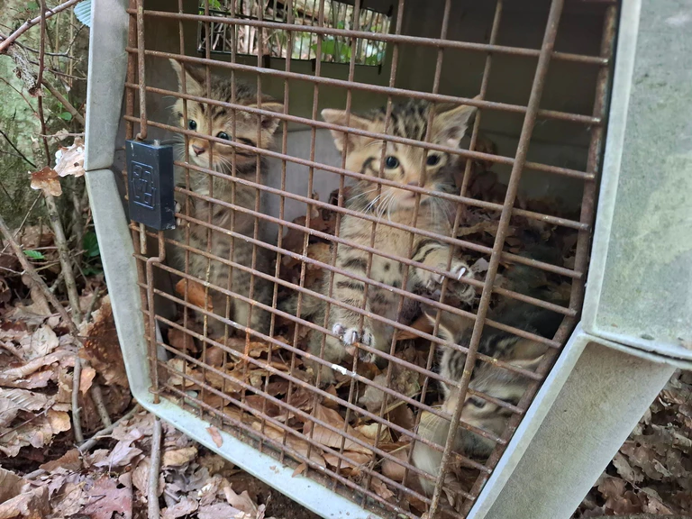 Auch wenn es zunächst so wirkt - das sind keine kleinen Hauskatzen. Sondern Wildkatzen. — © Struck/LRA Bamberg/dpa