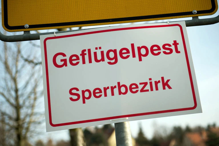 Die rund 3.000 Tiere aus einem Gänsemastbetrieb in Simbach (Landkreis Dingolfing-Landau) sind allesamt tot. — © Arno Burgi/dpa-Zentralbild/dpa