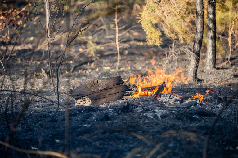 Immer wieder lodern Brandnester auf. — © Andreas Arnold/dpa