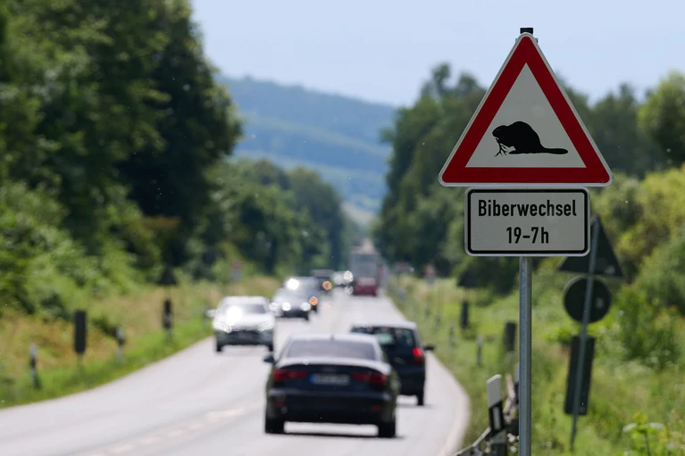 In einem Umfeld von 30 Metern entlang von Straßen sollen Biber laut der Verordnung abgeschossen werden dürfen. Tierschützer wollen das nicht hinnehmen und klagen erneut gegen das Vorgehen. (Archivbild) — © Bernd Thissen/dpa