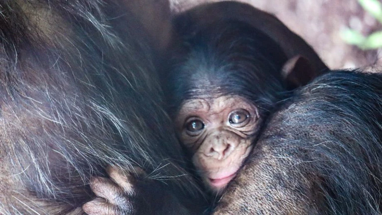 Schimpansenbaby München — © (c) Tierpark Hellabrunn / Felix Albrecht