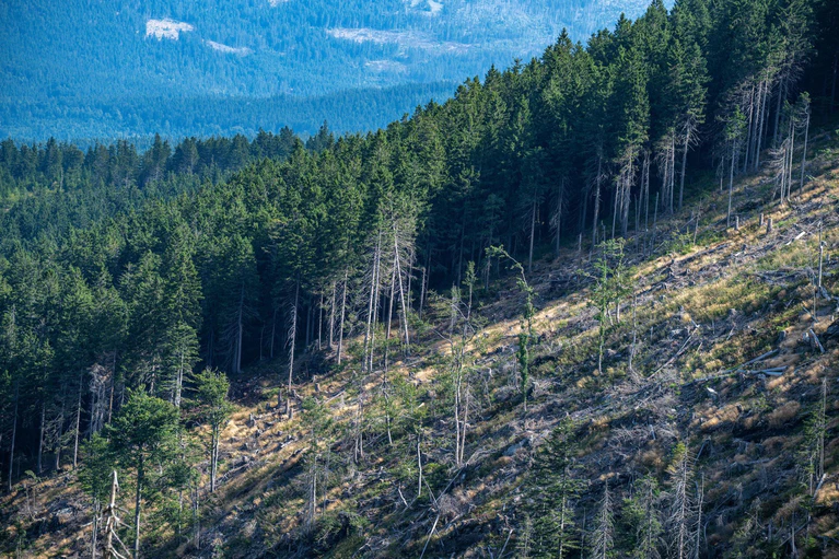Eine von «Käferbäumen» leergeräumte Fläche im Bayerischen Wald. Um die Vermehrung der Insekten einzudämmen, fällen die Staatsforsten befallene Bäume und transportieren diese ab. (Archiv) — © Armin Weigel/dpa