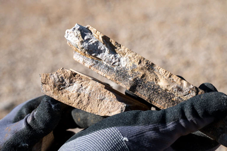 Ein genauer Blick auf ein Fossil. — © Daniel Vogl/dpa