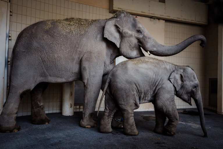 Rani und Savani haben in der neuen Elefantengruppe im Tierpark Hellabrunn bereits Zuspruch gefunden. — © Jan Saurer/Tierpark Hellabrunn /dpa