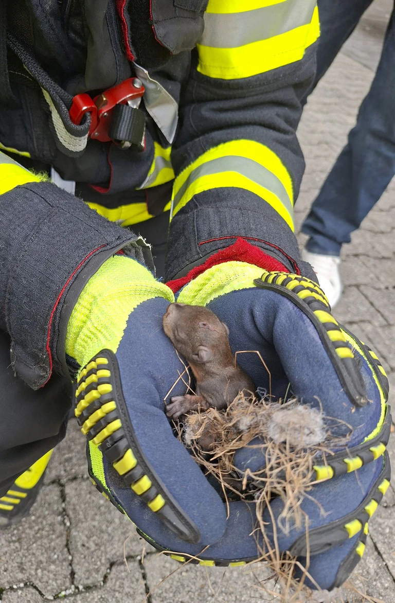 Das gerettete Eichhörnchen war noch sehr jung.  — © --/Feuerwehr München/dpa