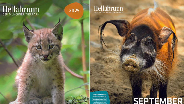 Hellabrunn Tierpark Kalender — © Bild Luchs: Tierpark Hellabrunn / Birgit Mohr; Bild Schwein: Tierpark Hellabrunn / Maria Fencik