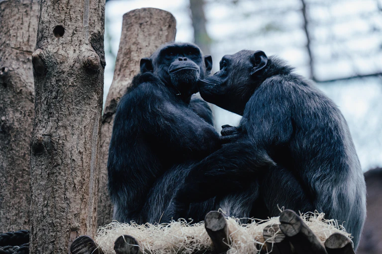  — © Tierpark Hellabrunn_Jan Saurer
