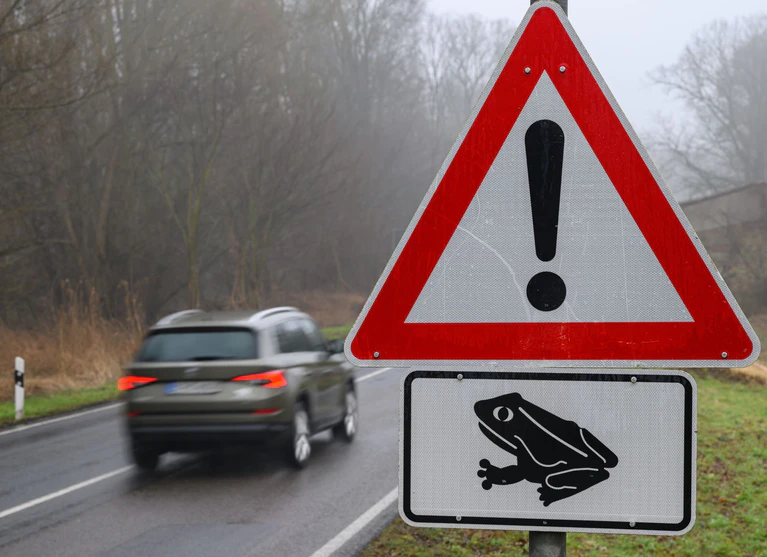 Der Luftdruck schnell vorbeifahrender Autos kann Amphibien ebenfalls töten. (Symbolbild) — © Patrick Pleul/dpa