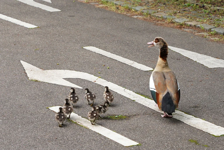 Eine Entenfamilie überquert eine Straße. (Archivbild) — © Andreas Rosar/dpa