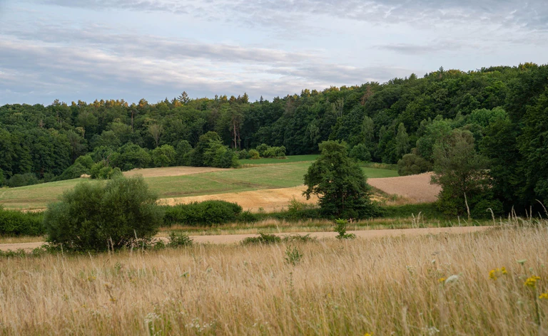 Wegen der Trockenheit steigt im Norden des Freistaates die Waldbrandgefahr. (Symbolbild) — © Nicolas Armer/dpa