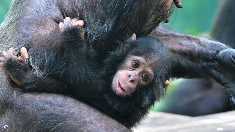 — © Tierpark Hellabrunn/Birgit Mohr