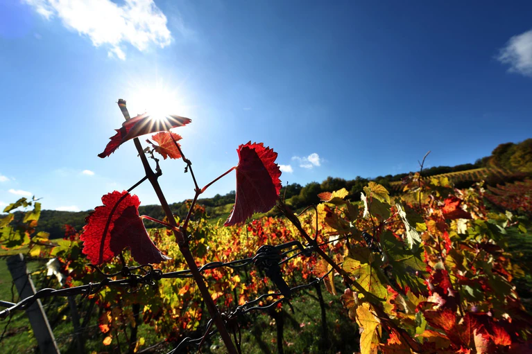Der Herbst zeigt sich in Bayern vielerorts von seiner freundlichen Seite. — © Karl-Josef Hildenbrand/dpa