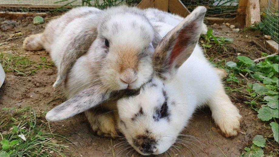  — © Bild: Kleintierhaus des Tierschutzverein Freising e.V.