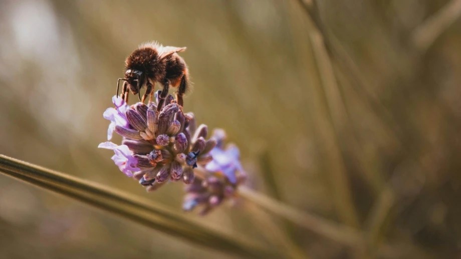 Hummel, Biene, Wespe, Insekt — © Sara Kurfeß / Unsplash