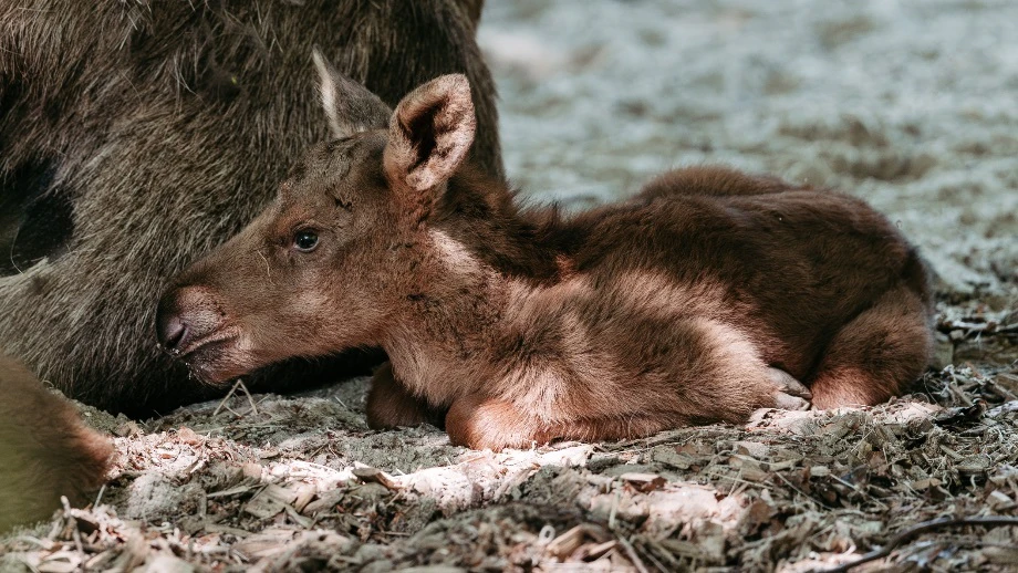 Nachwuchs bei den Elchen in Hellabrunn
