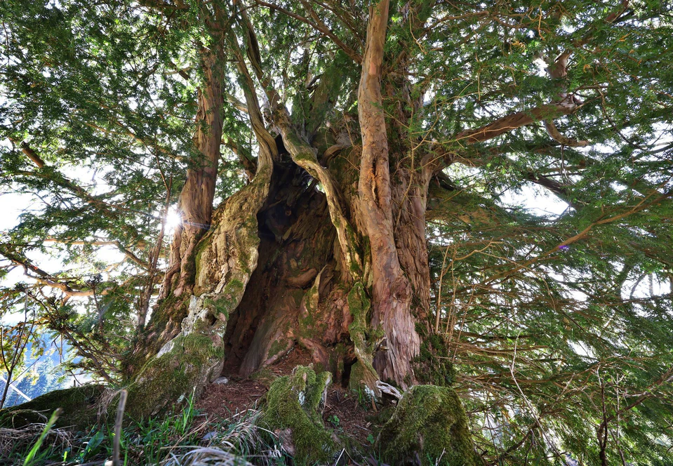 1.100 Jahre alt  Ureibe im Allgu wird Nationalerbe-Baum