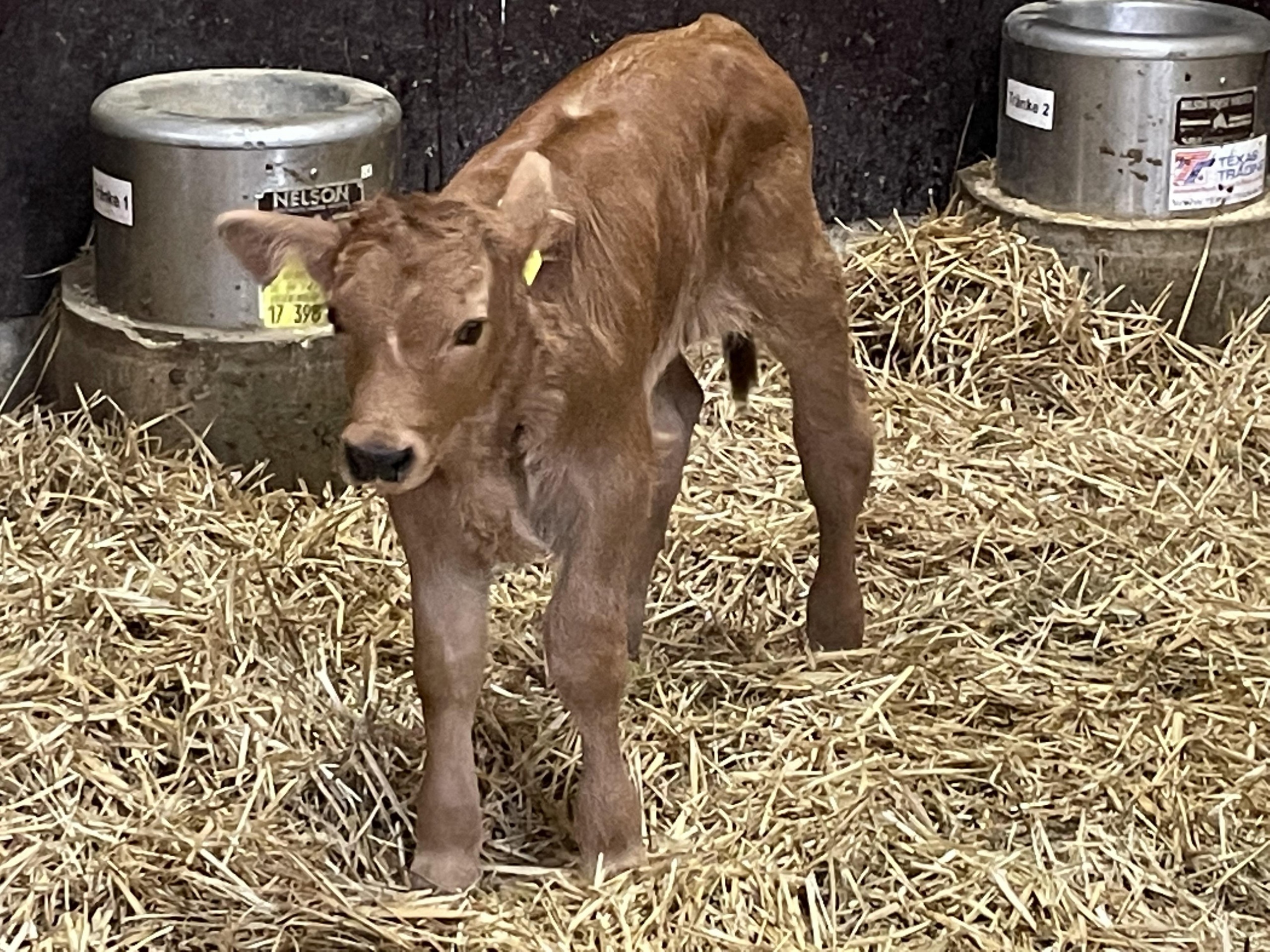 Bulle aus Hellabrunn, Bild: Tierpark Hellabrunn