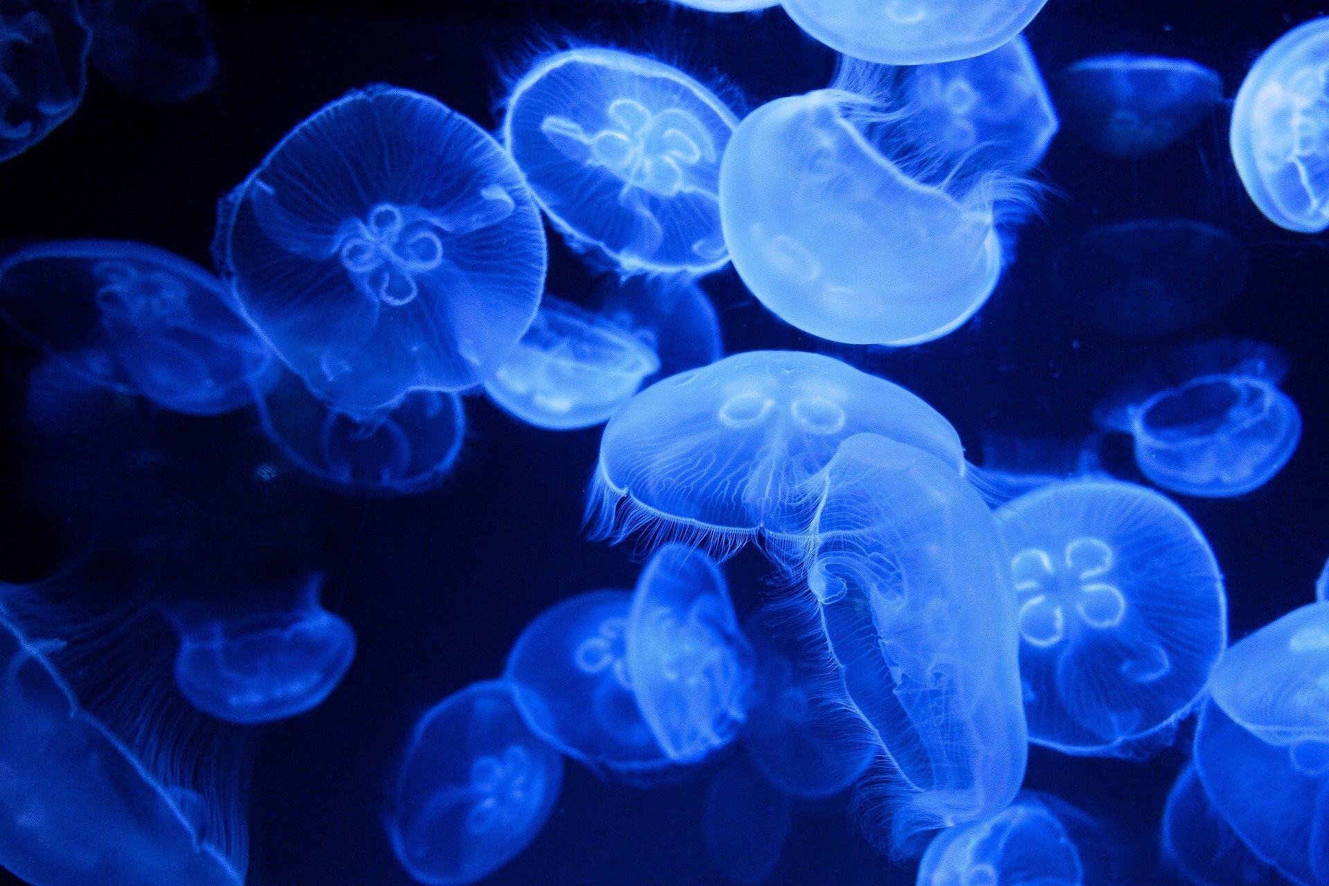 Quallen, Sea Life, Unterwasserwelt, Tiefsee, © Bild von Bruno /Germany auf Pixabay