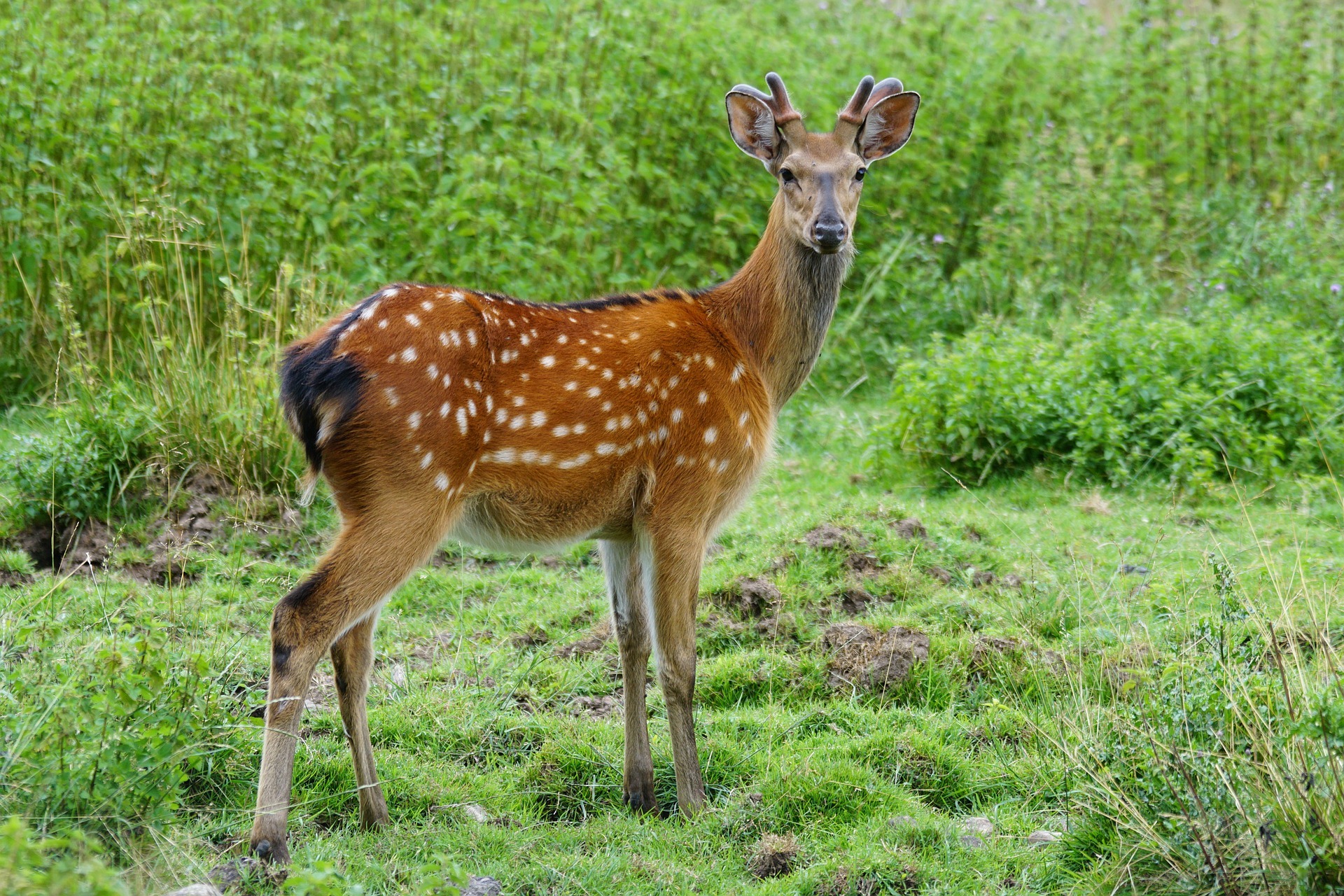 Rotwild, Hirsch, Reh, Wildpark, Bergtierpark, © Bild von Marcel Langthim auf Pixabay
