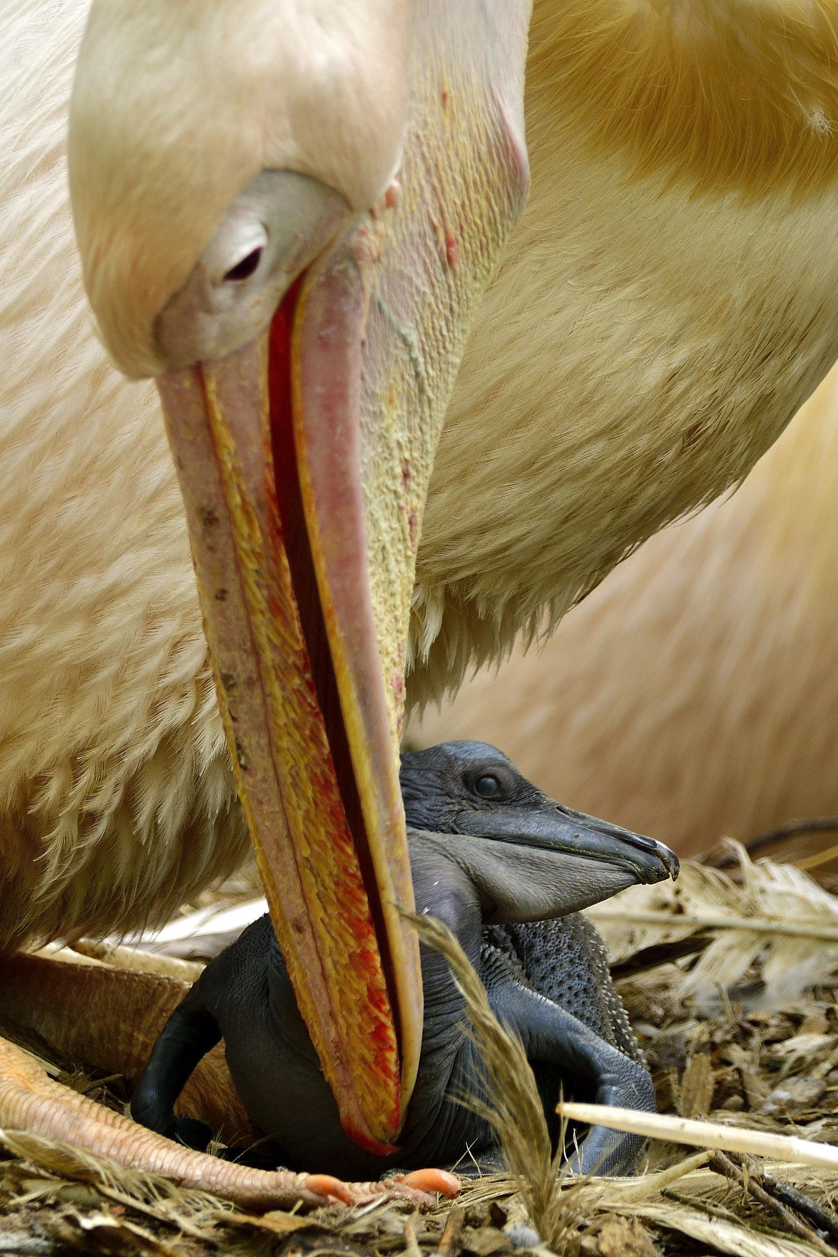 Zoo, Tierpark, Hellabrunn, Nachwuchs, Pelikane, © Bild: Münchener Tierpark Hellabrunn AG © Gemma Borrell