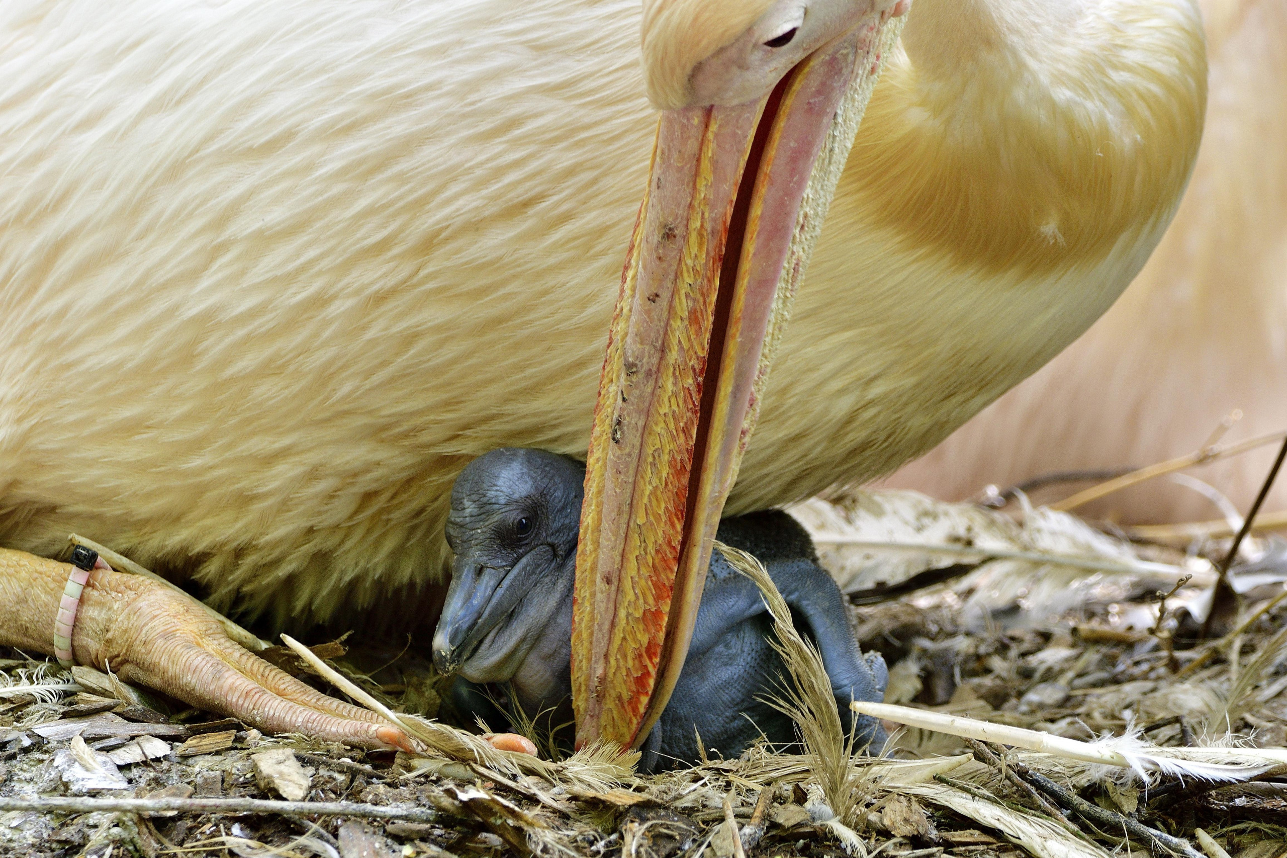 Zoo, Tierpark, Hellabrunn, Nachwuchs, Pelikane, © Bild: Münchener Tierpark Hellabrunn AG © Gemma Borrell