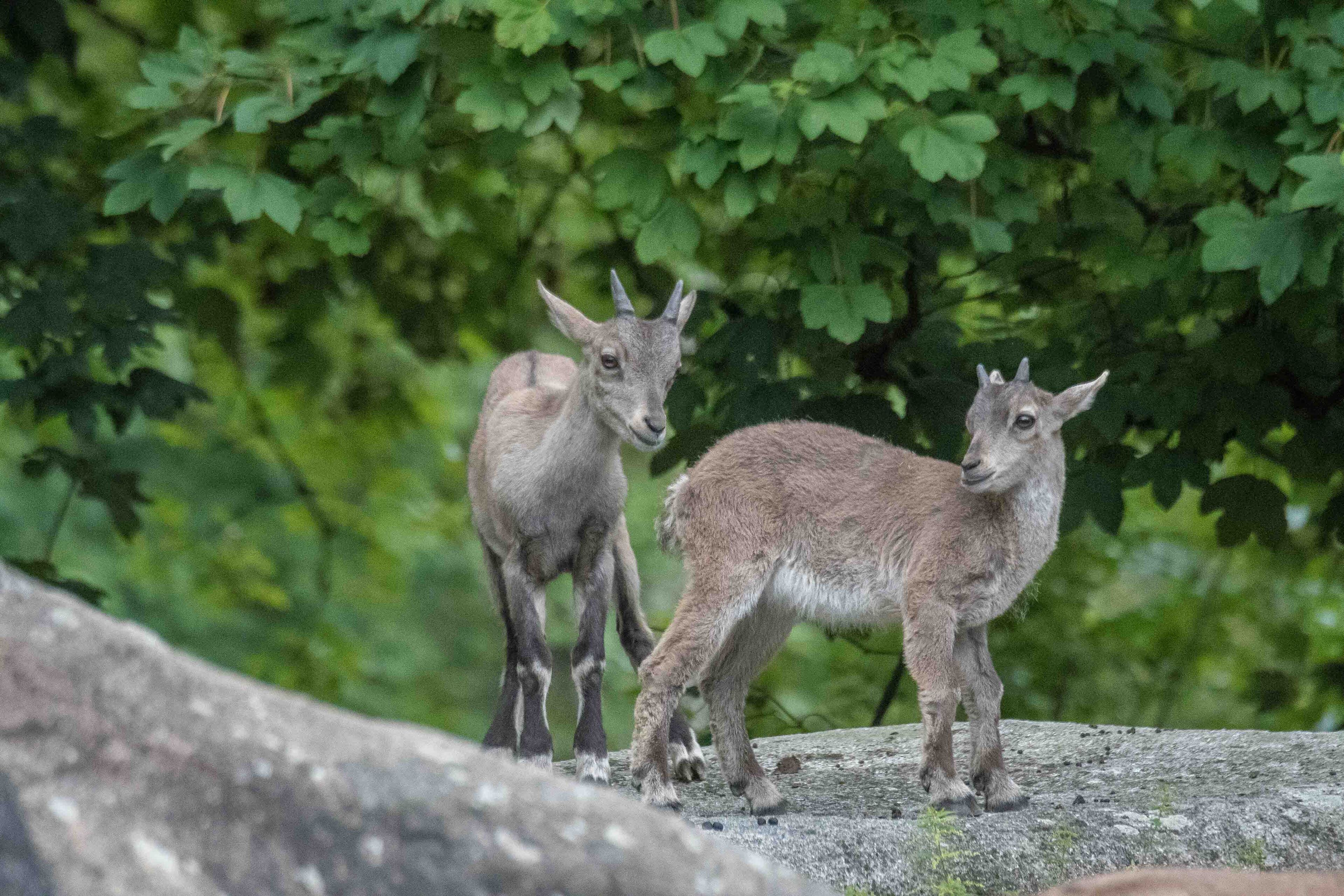 Alpensteinböcke Kitz Hellabrunn, Bild: Daniela Hierl