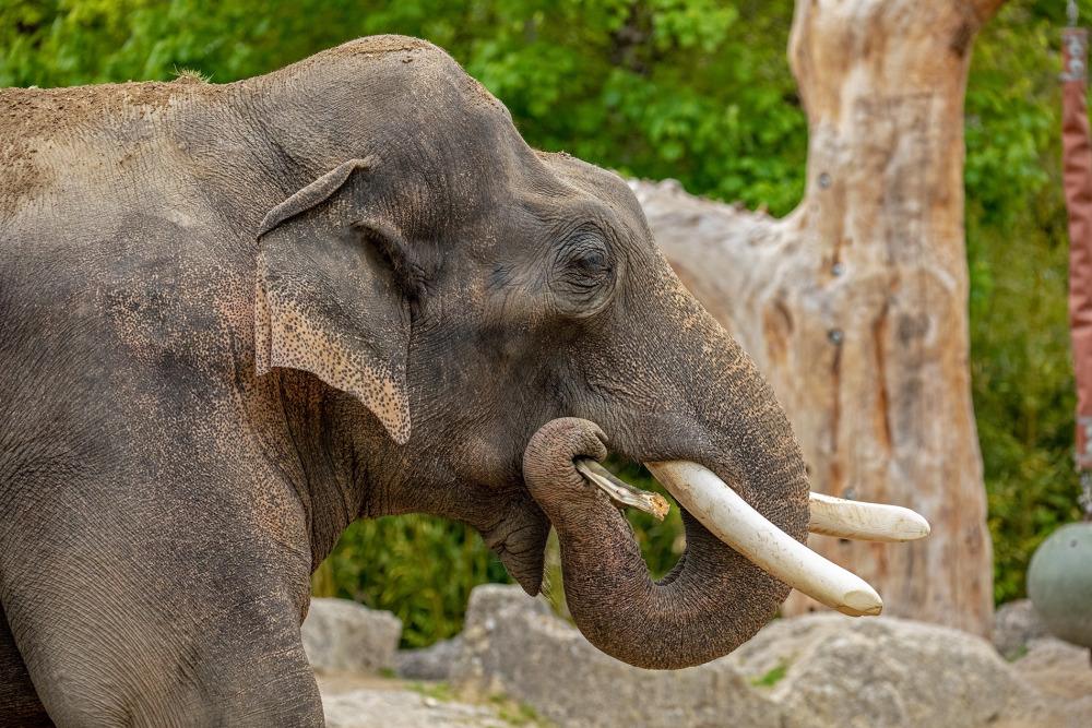 Tierisch musikalisch, Hellabrunn, Rundfunkorchester, Bild: Maria Fencik