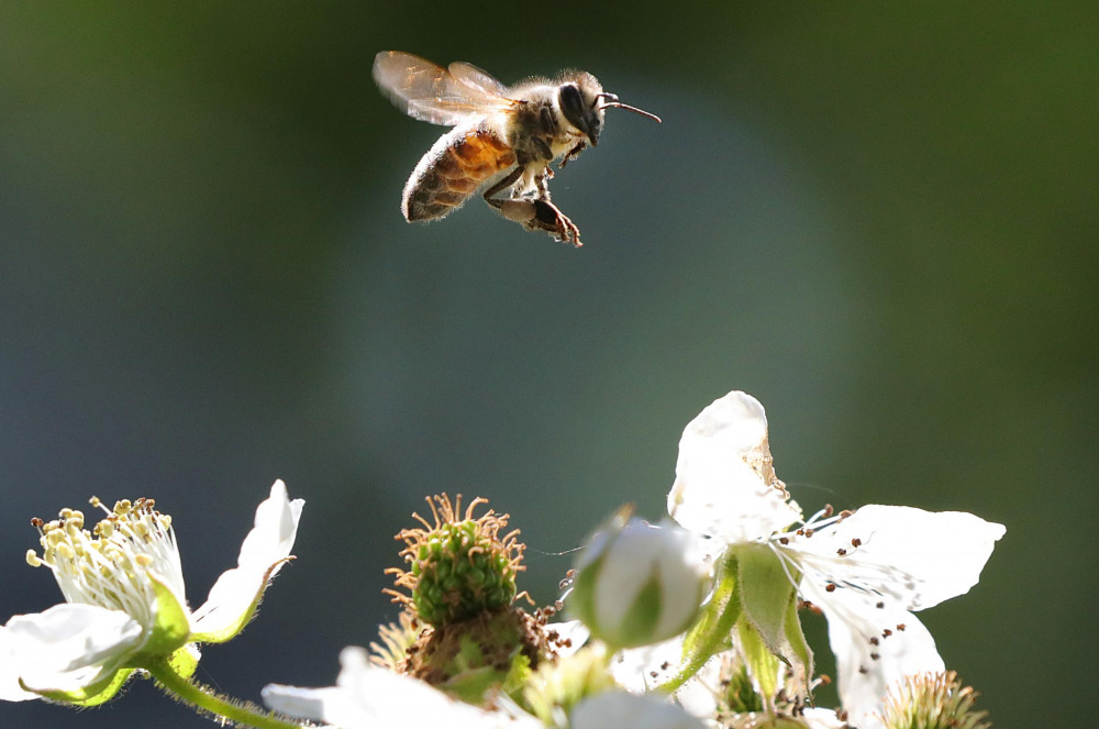 Weltbienentag, Garten, blühen, © Bild: Wolfgang Kumm/Archiv