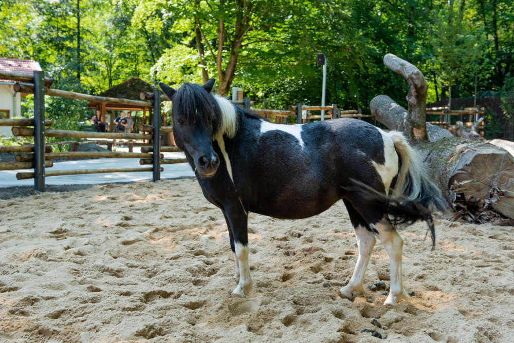 © Eroeffnung Muehlendorf / Tierpark Hellabrunn / Muenchen / 27.07.2018
Foto: Stephan Goerlich / Tierpark Hellabrunn

foto@stephan-goerlich.de
+49 171 172 15 13