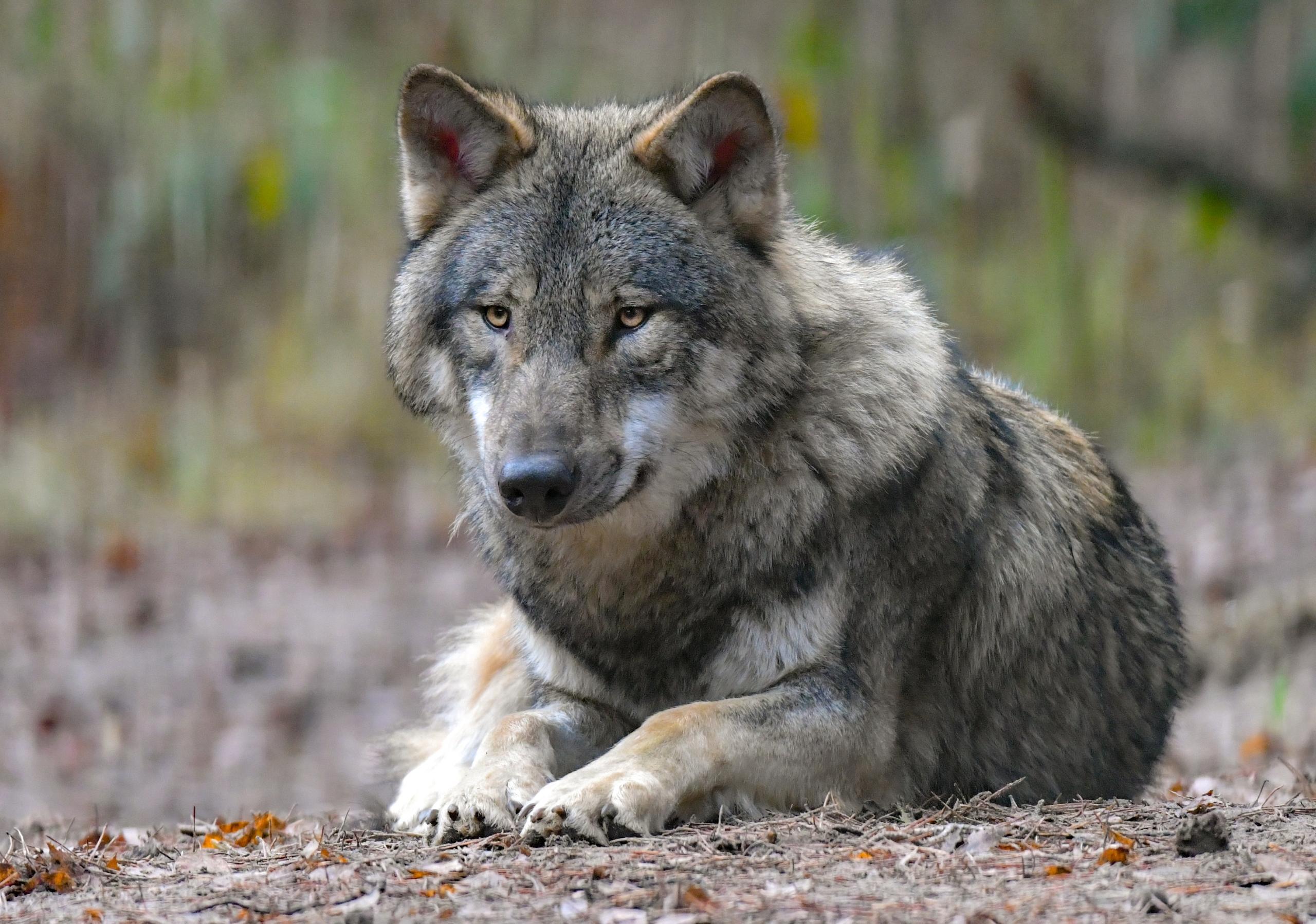 Wolf Wölfe
