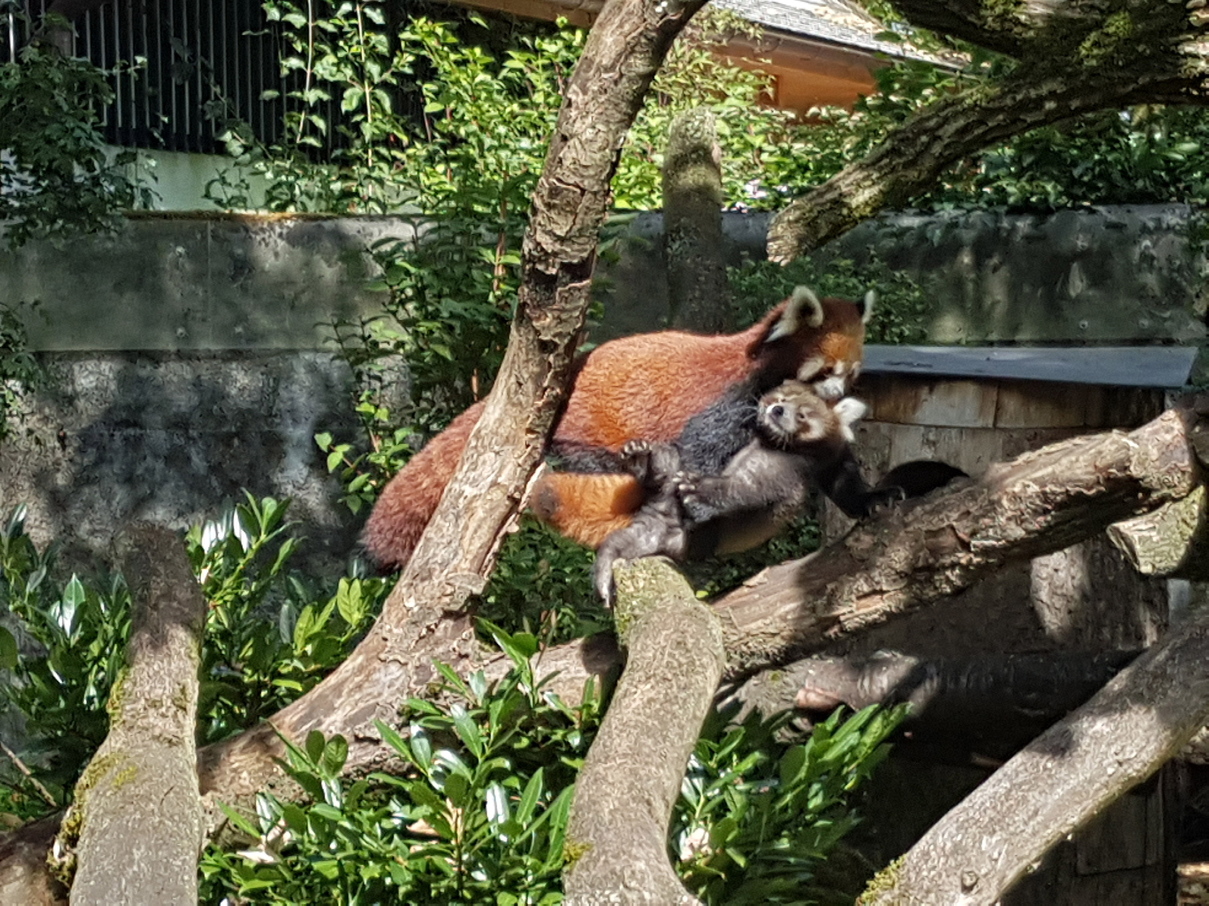 Hellabrunn roter Panda, © Bild: Tierpark Hellabrunn/Marc Müller